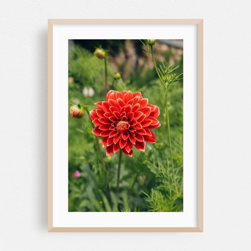Red Dhalia — Santa Fe