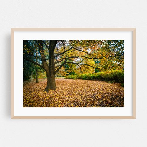 Autumn at Cylburn Arboretum