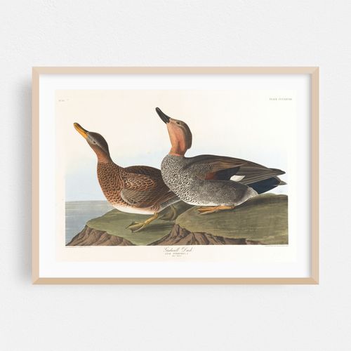 Gadwall duck (1827–1838)