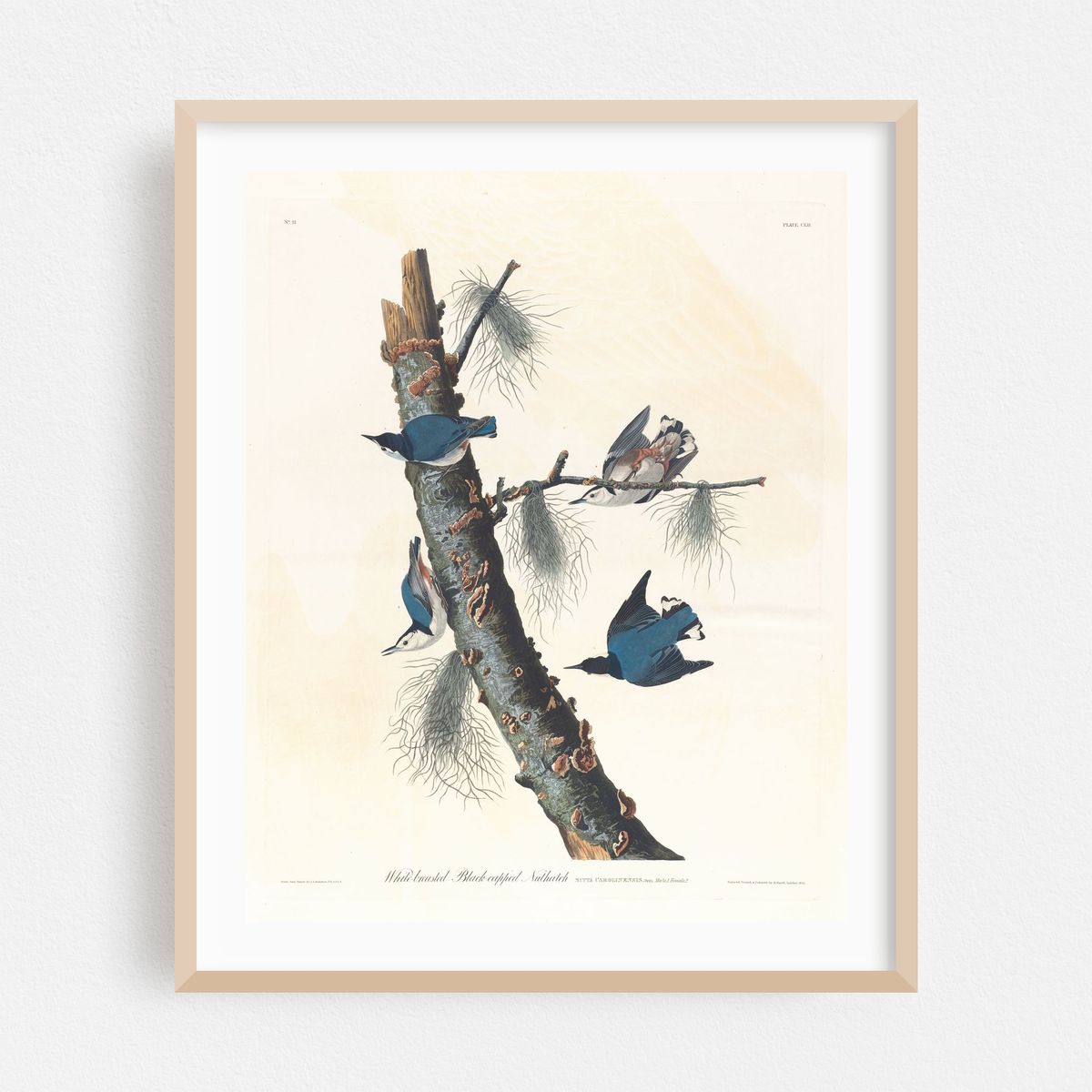 White-breasted black-capped nuthatch (1827–1838) – image 1 of 12