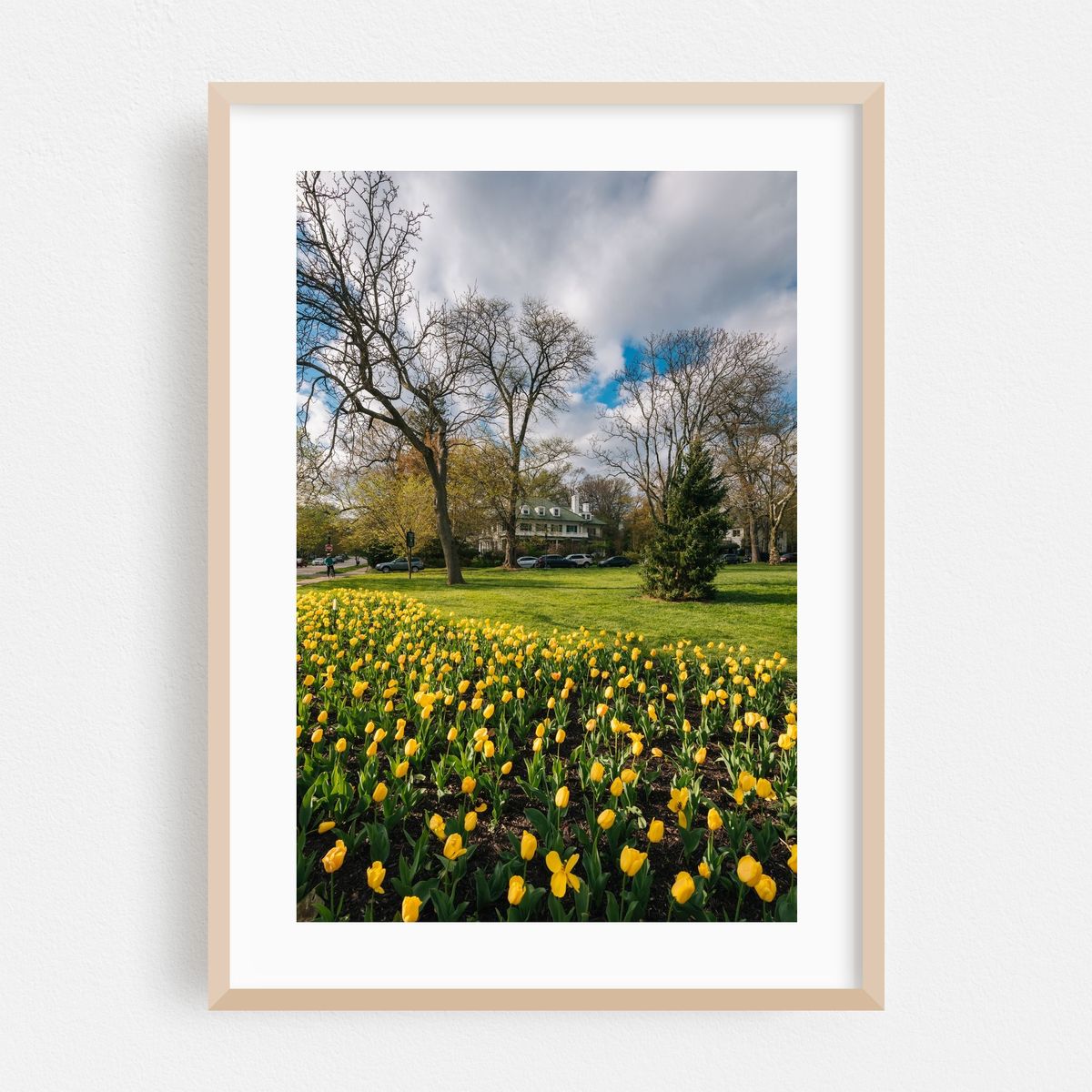 Sherwood Gardens Tulips 03 – image 1 of 16
