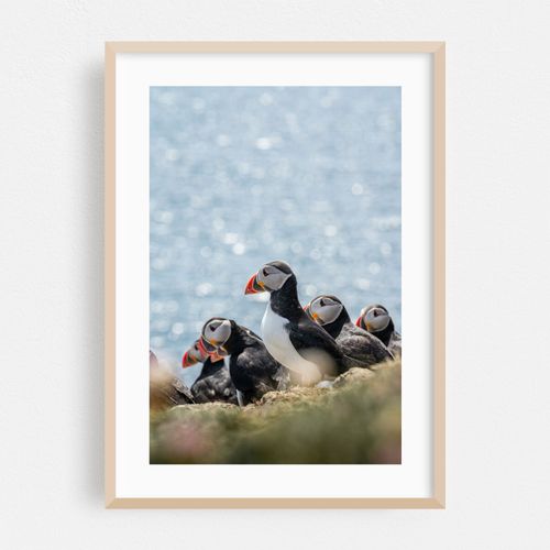 Puffins in Scotland