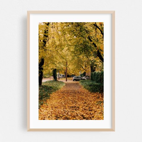 Autumn Walks