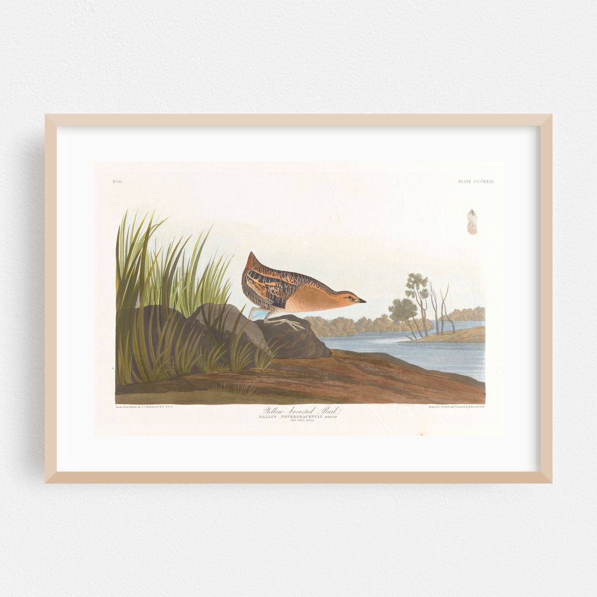 Yellow-breasted rail (1827–1838) – image 1 of 6
