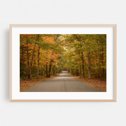 Autumn in Belleplain State Forest