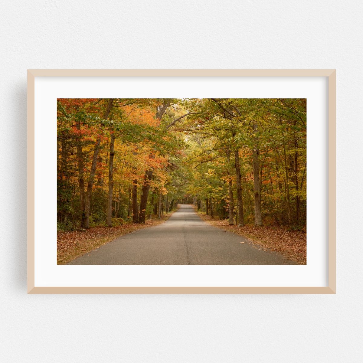 Autumn in Belleplain State Forest – image 1 of 6