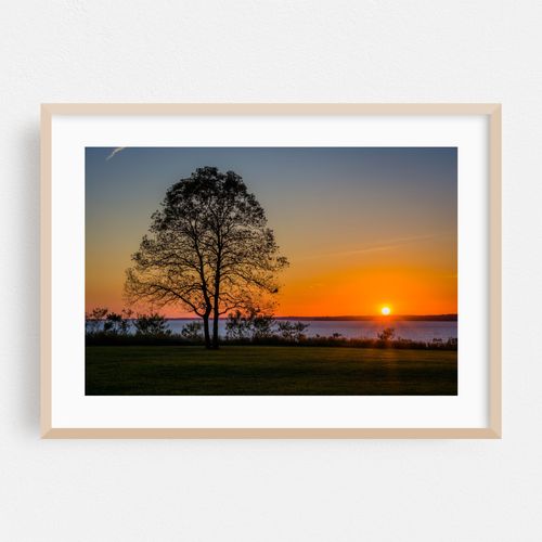 Single Tree
