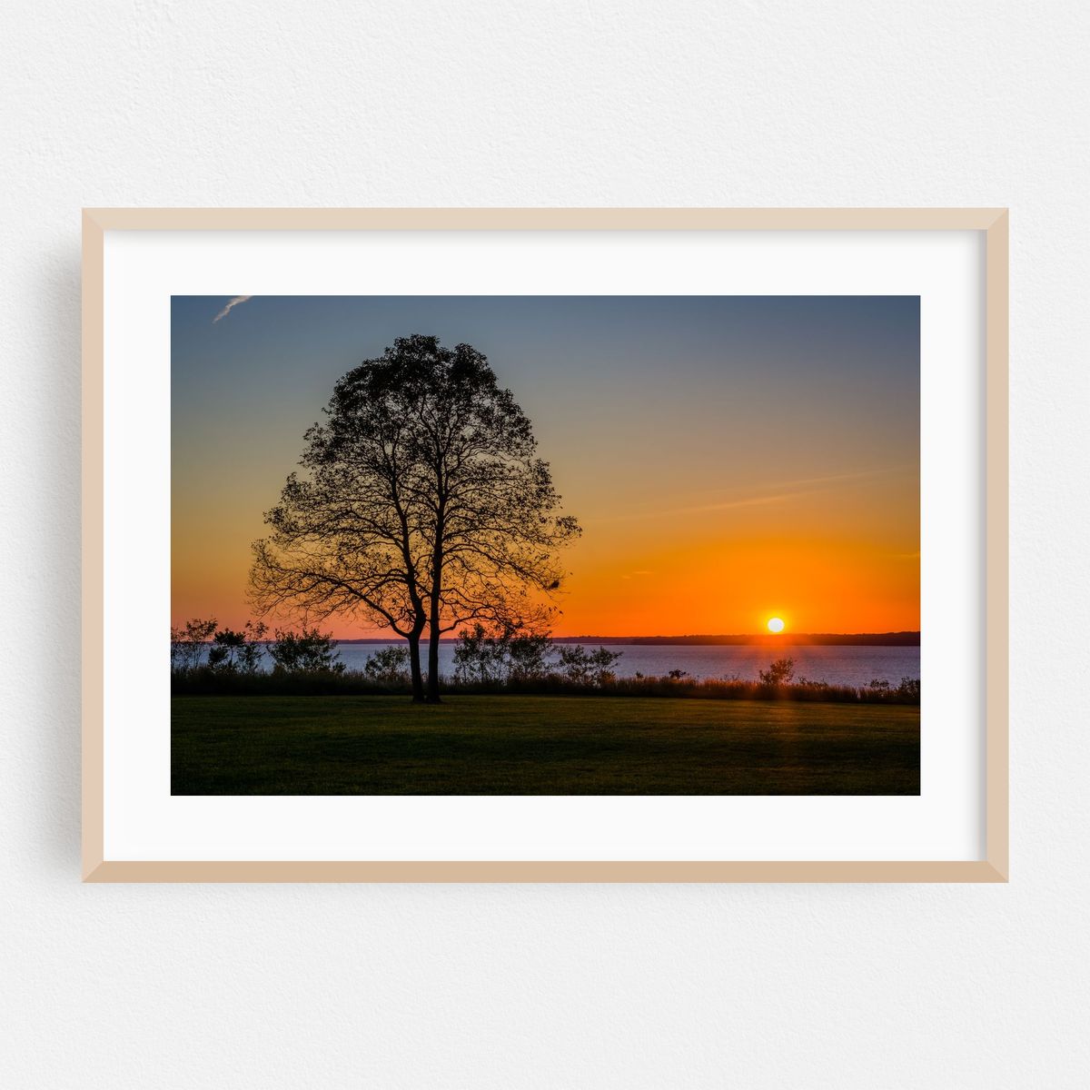 Single Tree – image 1 of 6