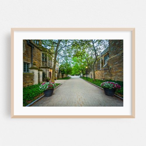 The Rose Walk, Yale