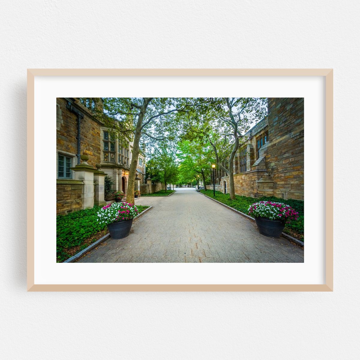 The Rose Walk, Yale – image 1 of 6
