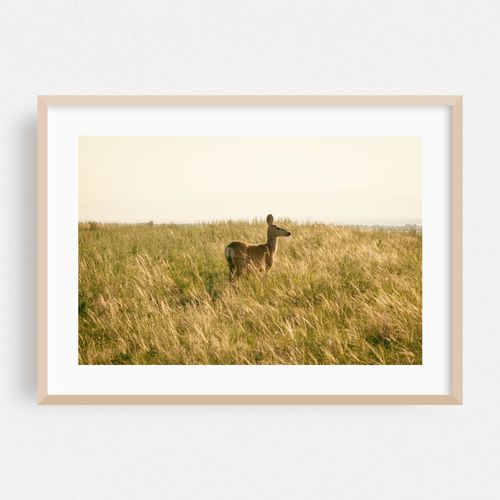 Deer at Rocky Mountain Arsenal 02