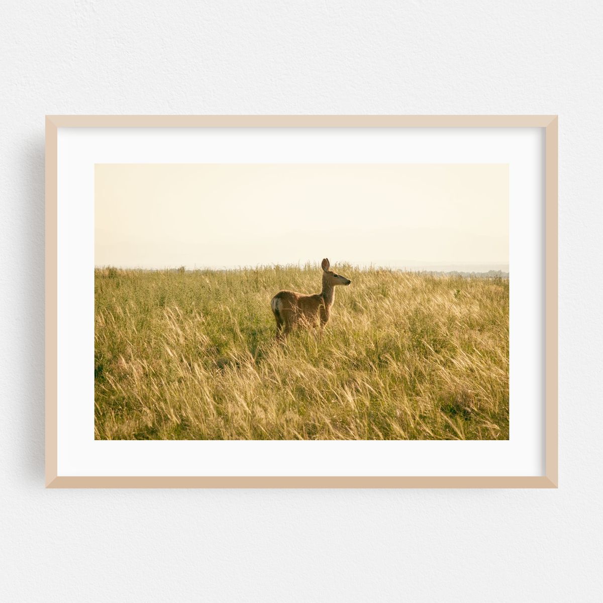 Deer at Rocky Mountain Arsenal 02 – image 1 of 6