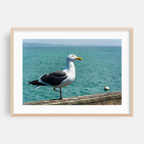 Seagull in Capitola