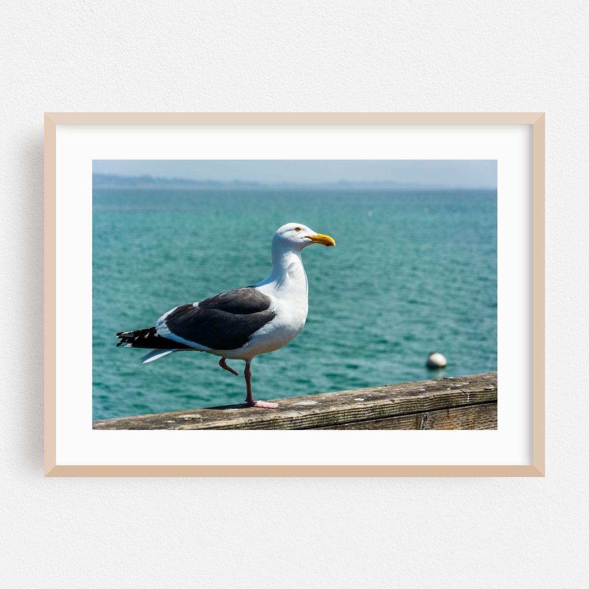 Seagull in Capitola – image 1 of 6