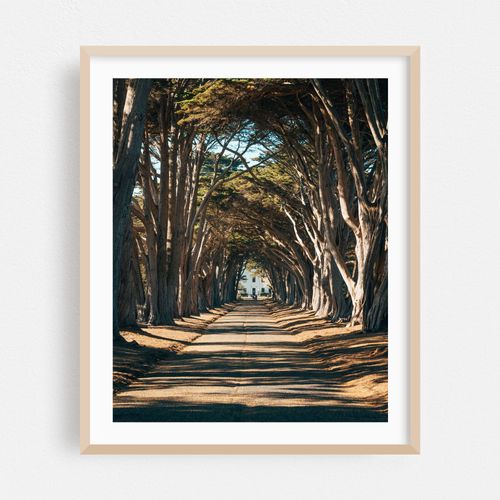 Cypress Tree Tunnel, Point Reyes 01