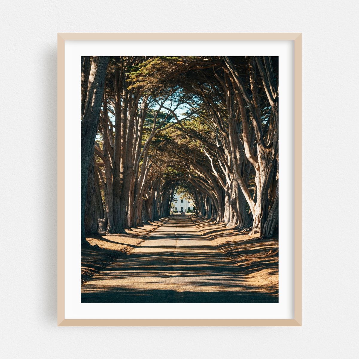 Cypress Tree Tunnel, Point Reyes 01 – image 1 of 12