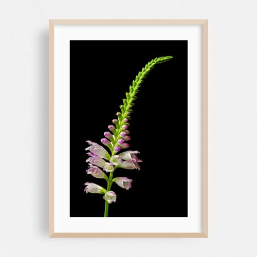 Obedient Plant   Physostegia virginiana