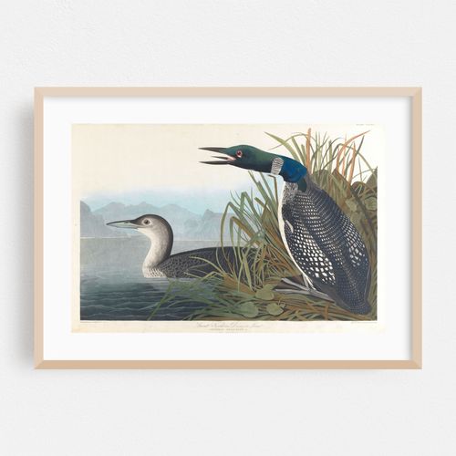 Great northern diver or loon (1827–1838)