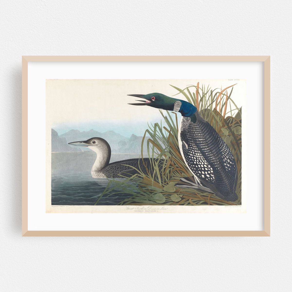 Great northern diver or loon (1827–1838) – image 1 of 6