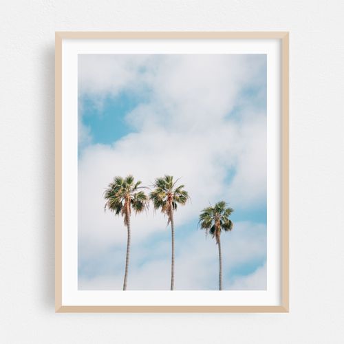 Palms, La Jolla Shores