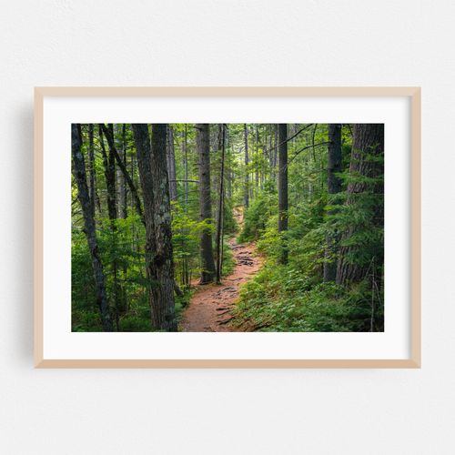 A Walk in the Woods 02