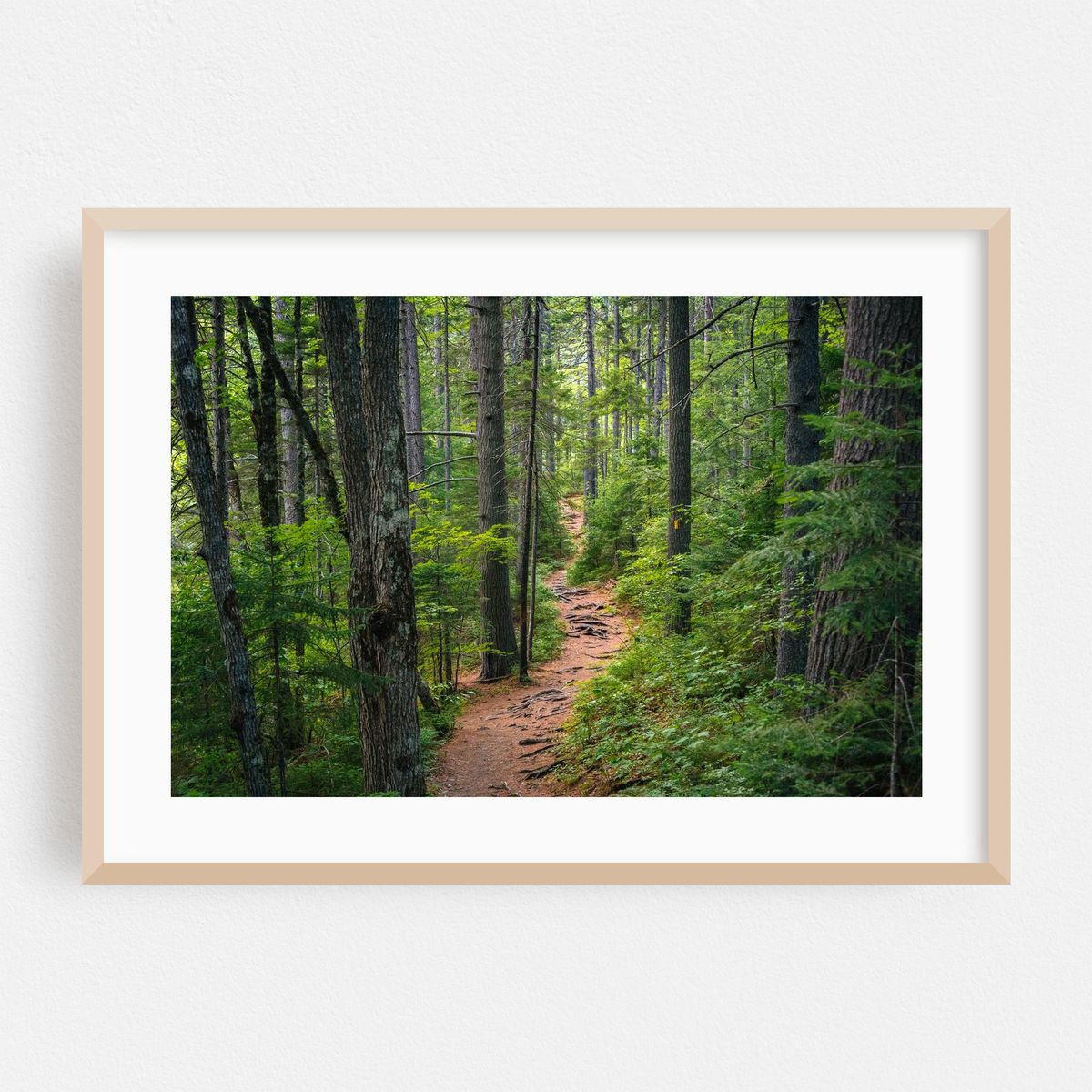 A Walk in the Woods 02 – image 1 of 6