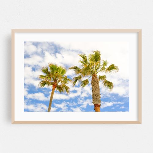 Palm Trees, Manhattan Beach, California
