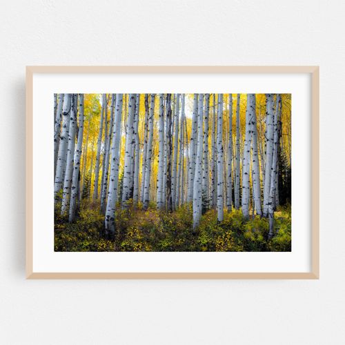 Autumn at Kebler Pass