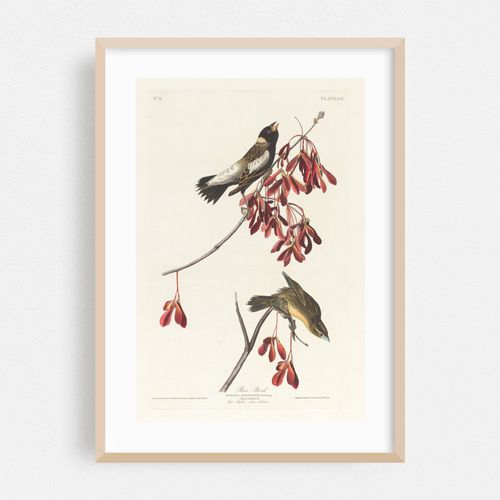 Rice bird (1827–1838)