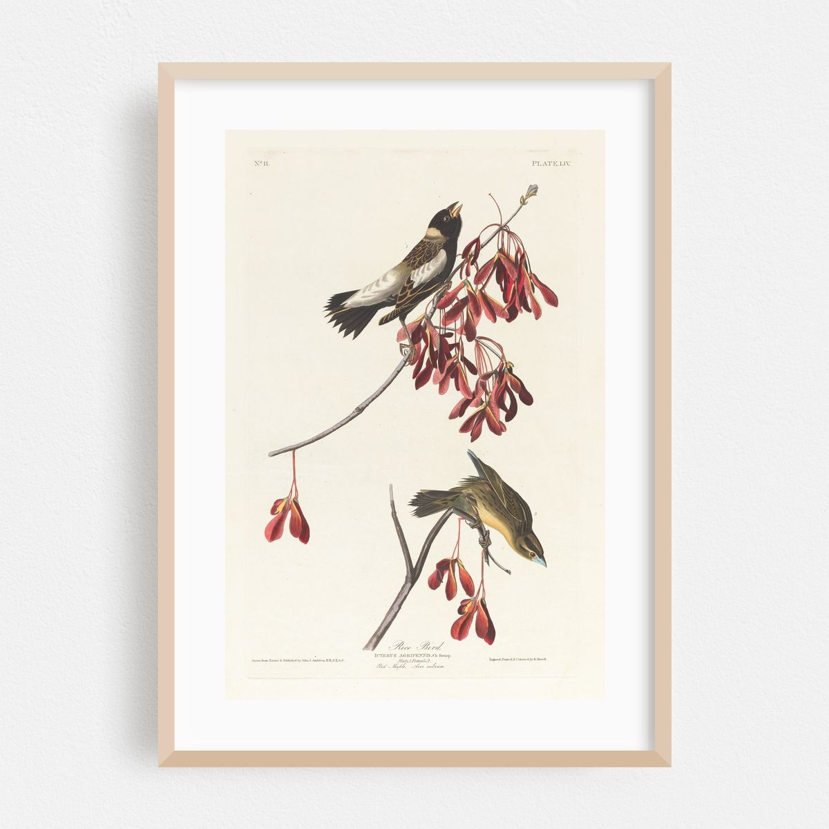 Rice bird (1827–1838) – image 1 of 16