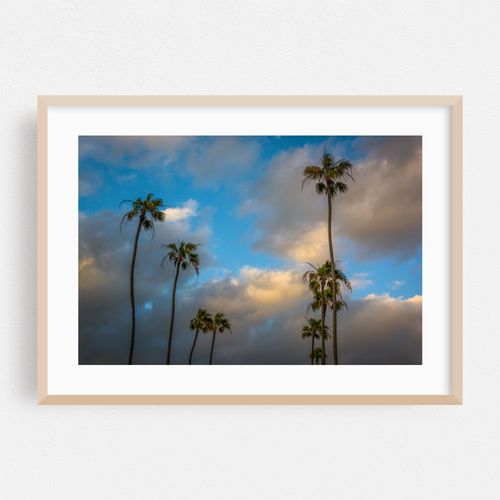 Seal Beach Palms