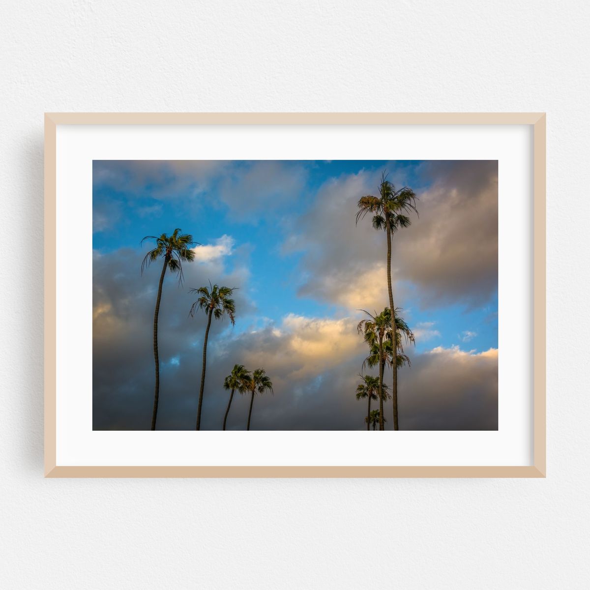 Seal Beach Palms – image 1 of 6