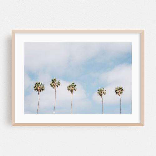 La Jolla Palms 01