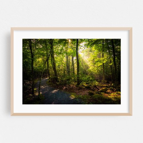 Limberlost Trail 01