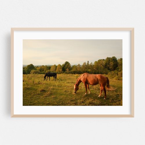 Horses in Burke 02
