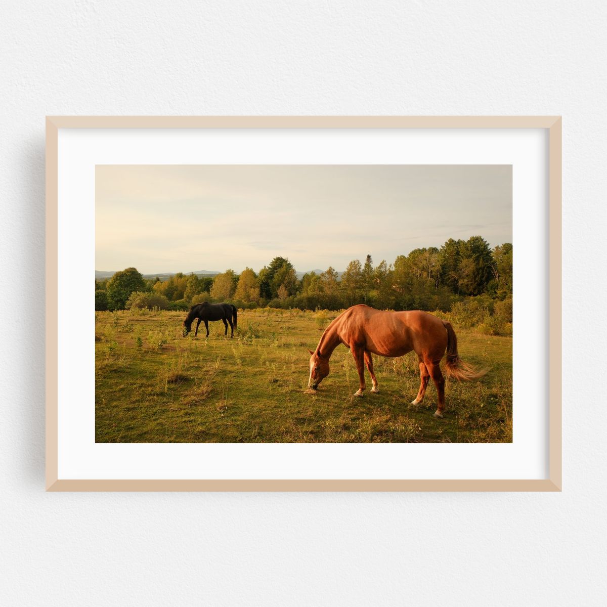 Horses in Burke 02 – image 1 of 6