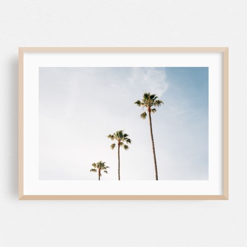 Palms, Laguna Beach