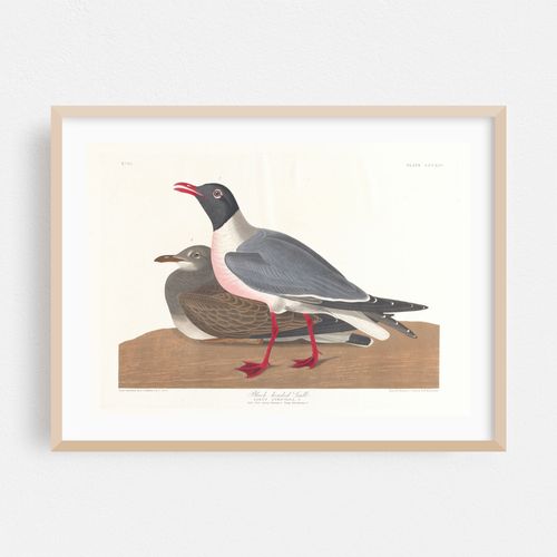 Black-headed gull (1827–1838)