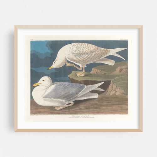 White-winged silvery gull (1827–1838)