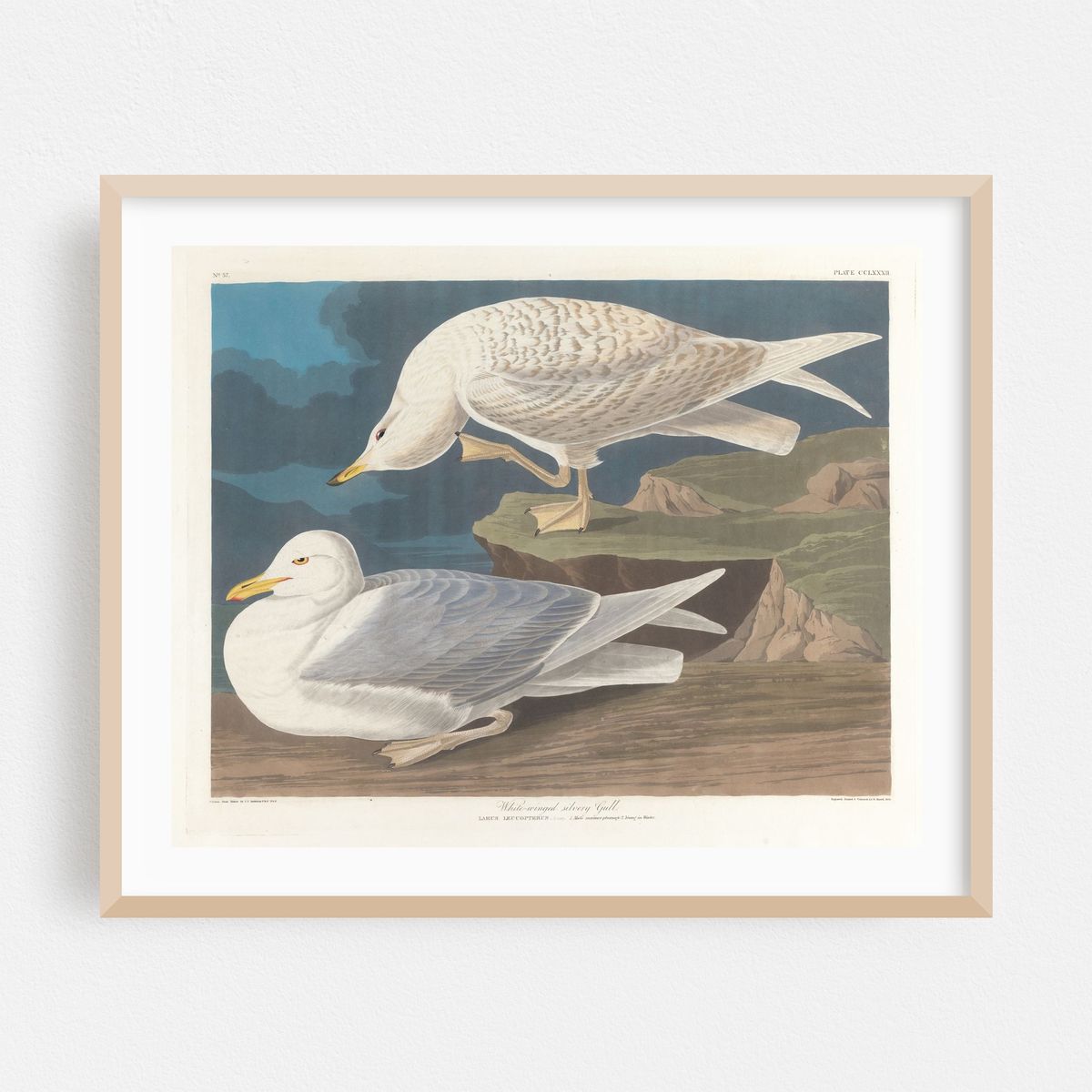 White-winged silvery gull (1827–1838) – image 1 of 5