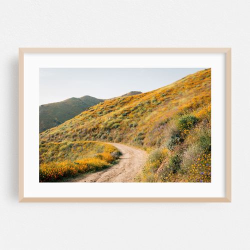 Superbloom Poppies, Lake Elsinore 06