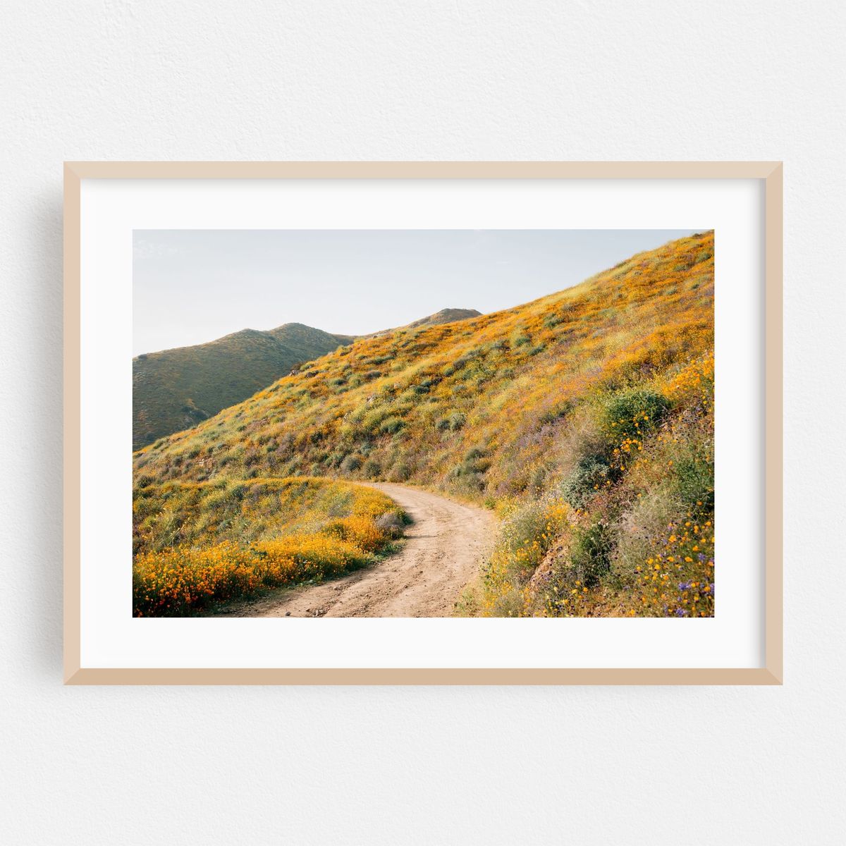 Superbloom Poppies, Lake Elsinore 06 – image 1 of 6