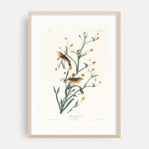 Yellow red-poll warbler (1827–1838)