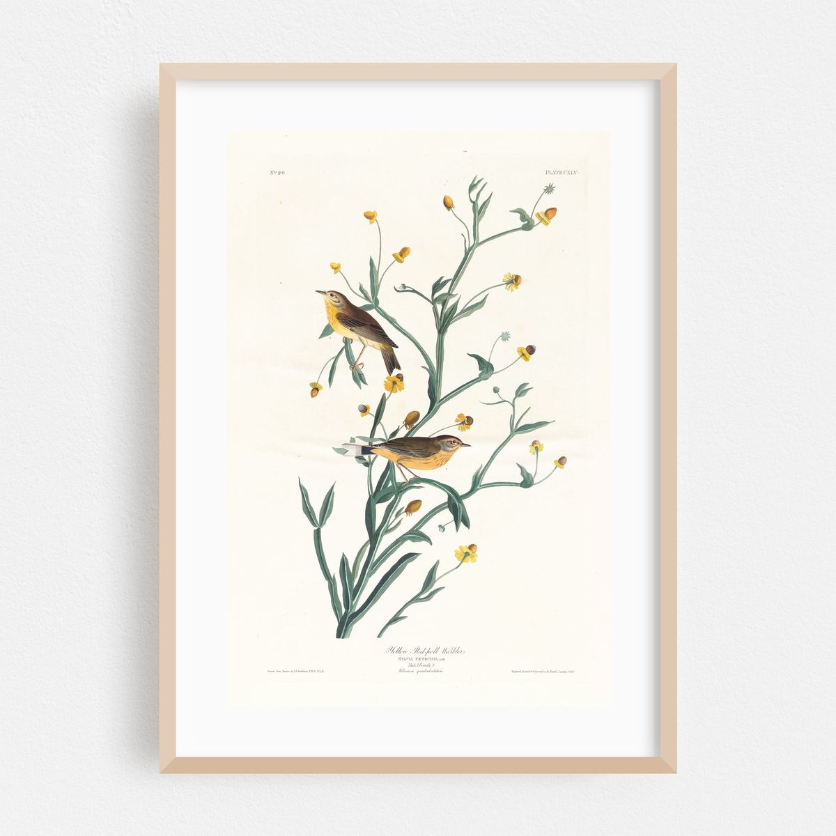 Yellow red-poll warbler (1827–1838) – image 1 of 16