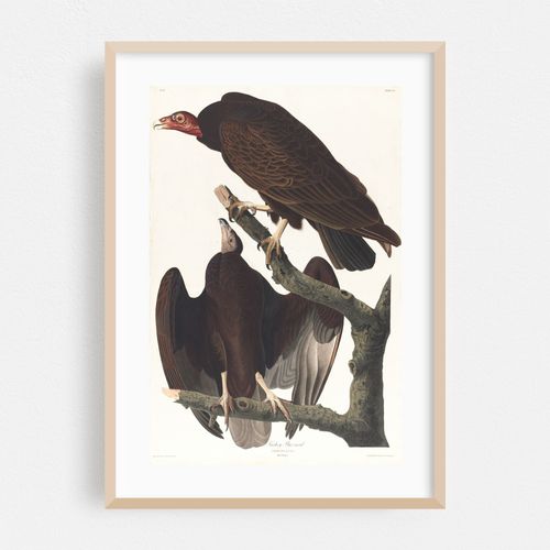 Turkey buzzard (1827–1838)