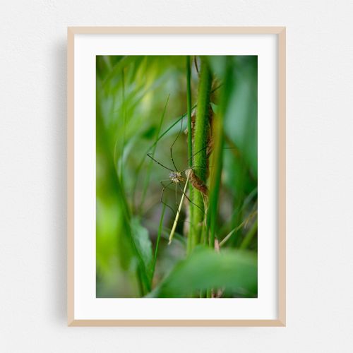 Harvestman 01