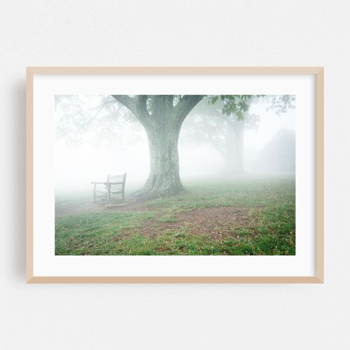 Bench and Tree in Fog