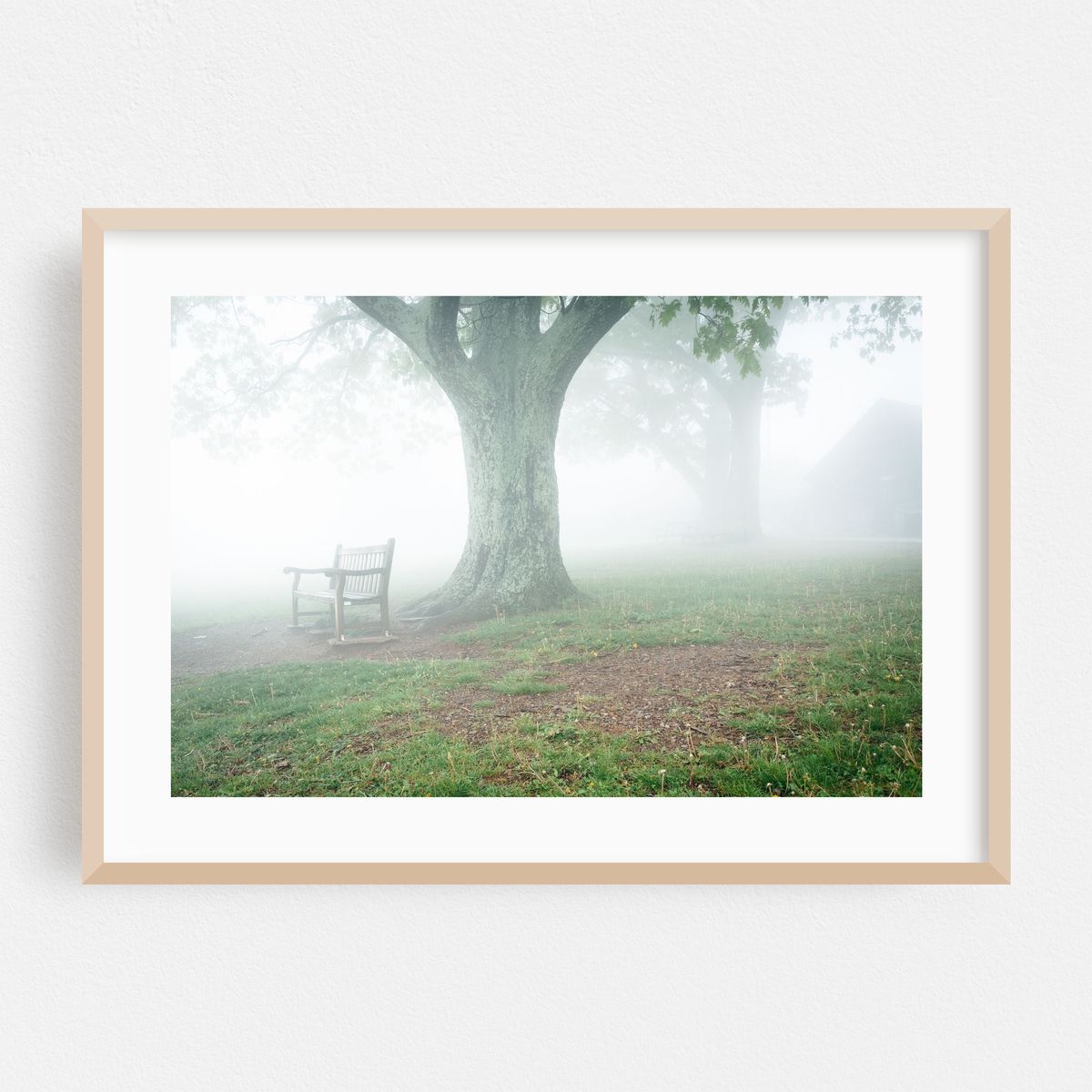 Bench and Tree in Fog – image 1 of 6