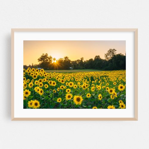 Sunset Sunflowers