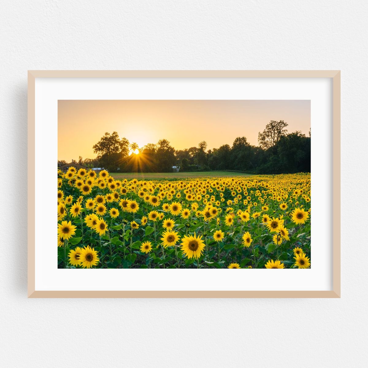 Sunset Sunflowers – image 1 of 8
